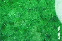 Forest Green polished